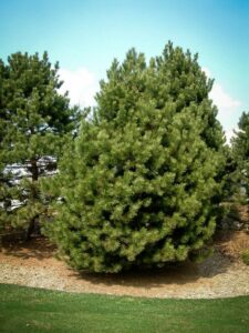 Сосна Чёрная (Pinus Nigra) купить по цене от 270.00р. в интернет-магазине «Посадика» с доставкой почтой в в Вышний Волочеке и по всей России – [изображение №1].