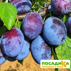 Слива Чачакская ранняя купить по цене от 229.00р. в интернет-магазине «Посадика» с доставкой почтой в в Вышний Волочеке и по всей России – [изображение №1].