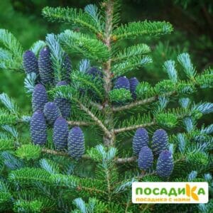 Пихта корейская (Abies koreana) купить по цене от 450.00р. в интернет-магазине «Посадика» с доставкой почтой в в Вышний Волочеке и по всей России – [изображение №1].