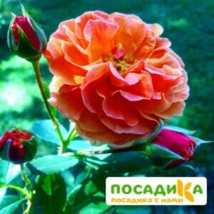 Роза Арабия купить по цене от 350.00р. в интернет-магазине «Посадика» с доставкой почтой в в Вышний Волочеке и по всей России – [изображение №1].