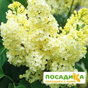 Сирень Примроуз (Primrose) купить по цене от 529.00р. в интернет-магазине «Посадика» с доставкой почтой в в Вышний Волочеке и по всей России – [изображение №1].