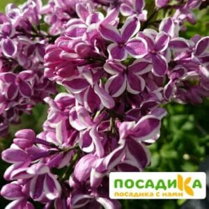 Сирень Сенсация купить по цене от 529.00р. в интернет-магазине «Посадика» с доставкой почтой в в Вышний Волочеке и по всей России – [изображение №1].