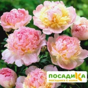 Пион Распберри Сандей (Paeonia Raspberry Sundae) купить по цене от 959р. в интернет-магазине «Посадика» с доставкой почтой в в Вышний Волочеке и по всей России – [изображение №1].