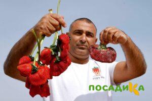 Клубника Гигант Джорнея купить по цене от 266р. в интернет-магазине «Посадика» с доставкой почтой в в Вышний Волочеке и по всей России – [изображение №1].