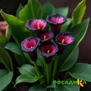 Калла Аура Лейс купить по цене от 400р. в интернет-магазине «Посадика» с доставкой почтой в в Вышний Волочеке и по всей России – [изображение №1].