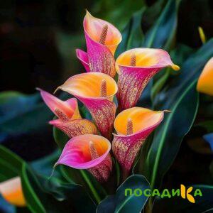 Калла Оникс купить по цене от 450р. в интернет-магазине «Посадика» с доставкой почтой в в Вышний Волочеке и по всей России – [изображение №1].