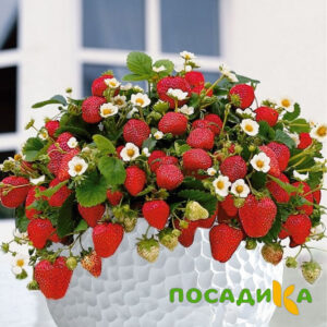 Клубника Рубиновый Шепот (горшечная) купить по цене от 240р. в интернет-магазине «Посадика» с доставкой почтой в в Вышний Волочеке и по всей России – [изображение №1].