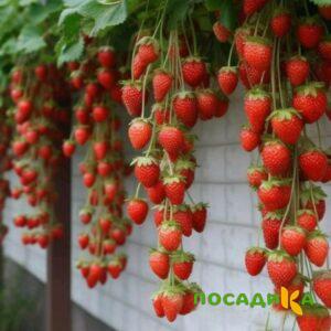 Клубника вьющаяся Комплимент купить по цене от 470р. в интернет-магазине «Посадика» с доставкой почтой в в Вышний Волочеке и по всей России – [изображение №1].