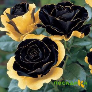 Роза Ханни Сикл купить по цене от 700р. в интернет-магазине «Посадика» с доставкой почтой в в Вышний Волочеке и по всей России – [изображение №1].