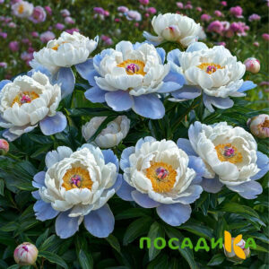Пион акварельный Этюд купить по цене от 806р. в интернет-магазине «Посадика» с доставкой почтой в в Вышний Волочеке и по всей России – [изображение №1].