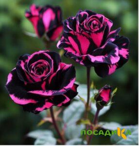 Роза Багровый Шепот купить по цене от 366р. в интернет-магазине «Посадика» с доставкой почтой в в Вышний Волочеке и по всей России – [изображение №1].