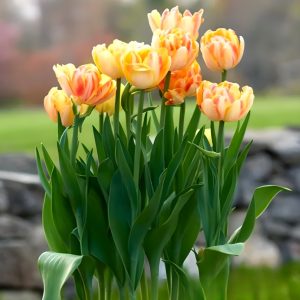 Тюльпан Верона Санрайз купить по цене от 280р. в интернет-магазине «Посадика» с доставкой почтой в в Вышний Волочеке и по всей России – [изображение №1].