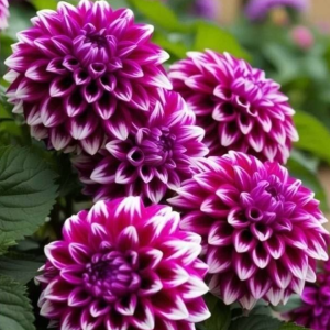 Георгин Кристал Корт купить по цене от 602р. в интернет-магазине «Посадика» с доставкой почтой в в Вышний Волочеке и по всей России – [изображение №1].