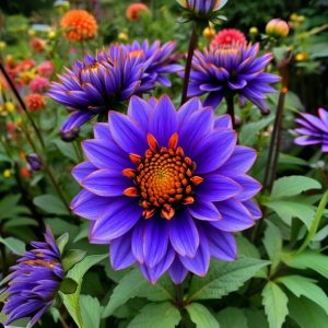 Георгин Лазурит купить по цене от 799р. в интернет-магазине «Посадика» с доставкой почтой в в Вышний Волочеке и по всей России – [изображение №1].