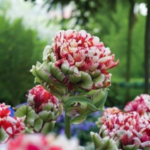 Тюльпан Дабл Флеминг Берд купить по цене от 249р. в интернет-магазине «Посадика» с доставкой почтой в в Вышний Волочеке и по всей России – [изображение №1].