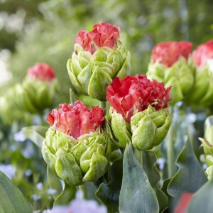 Тюльпан Бычий Глаз купить по цене от 275р. в интернет-магазине «Посадика» с доставкой почтой в в Вышний Волочеке и по всей России – [изображение №1].