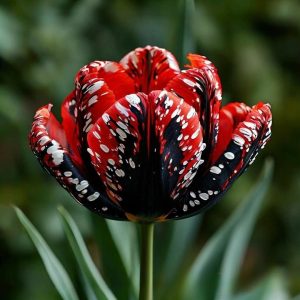 Тюльпан Вельвет Файер купить по цене от 394р. в интернет-магазине «Посадика» с доставкой почтой в в Вышний Волочеке и по всей России – [изображение №1].