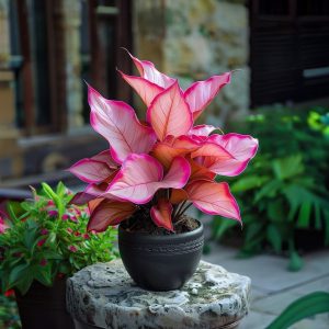 Хоста Розовая Симфония купить по цене от 800р. в интернет-магазине «Посадика» с доставкой почтой в в Вышний Волочеке и по всей России – [изображение №1].