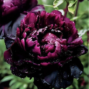 Пион Темный Сад купить по цене от 421р. в интернет-магазине «Посадика» с доставкой почтой в в Вышний Волочеке и по всей России – [изображение №1].