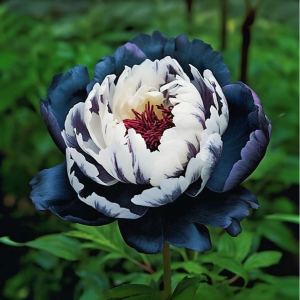 Пион Древовидный Инь-Янь купить по цене от 419р. в интернет-магазине «Посадика» с доставкой почтой в в Вышний Волочеке и по всей России – [изображение №1].