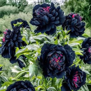 Пион древовидный Сердце Афродиты купить по цене от 600р. в интернет-магазине «Посадика» с доставкой почтой в в Вышний Волочеке и по всей России – [изображение №1].