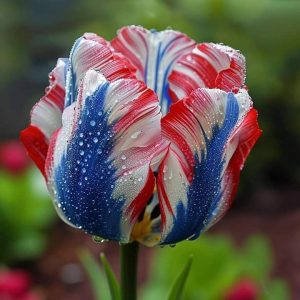 Тюльпан Ремс Сенсейшн купить по цене от 219р. в интернет-магазине «Посадика» с доставкой почтой в в Вышний Волочеке и по всей России – [изображение №1].