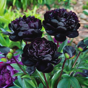 Пион Королевский Бархат купить по цене от 419р. в интернет-магазине «Посадика» с доставкой почтой в в Вышний Волочеке и по всей России – [изображение №1].