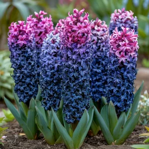 Гиацинт Блю Спринг купить по цене от 2099р. в интернет-магазине «Посадика» с доставкой почтой в в Вышний Волочеке и по всей России – [изображение №1].