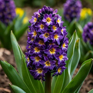 Гиацинт Вельвет Колор купить по цене от 2099р. в интернет-магазине «Посадика» с доставкой почтой в в Вышний Волочеке и по всей России – [изображение №1].