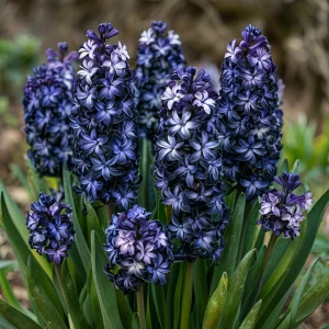 Гиацинт Блум Клауд купить по цене от 2099р. в интернет-магазине «Посадика» с доставкой почтой в в Вышний Волочеке и по всей России – [изображение №1].