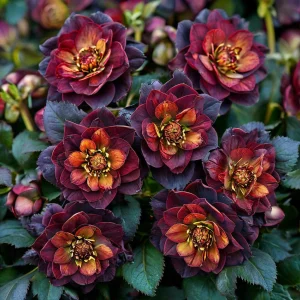 Морозник Сноу Дроп купить по цене от 348р. в интернет-магазине «Посадика» с доставкой почтой в в Вышний Волочеке и по всей России – [изображение №1].