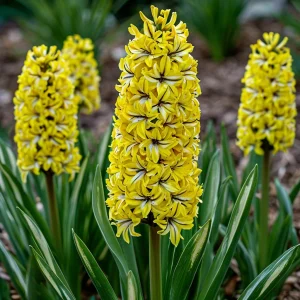 Гиацинт Сансет Голд купить по цене от 2099р. в интернет-магазине «Посадика» с доставкой почтой в в Вышний Волочеке и по всей России – [изображение №1].