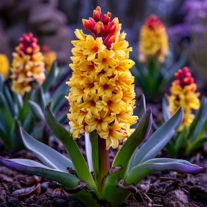 Гиацинт Миднайт Мистери купить по цене от 2099р. в интернет-магазине «Посадика» с доставкой почтой в в Вышний Волочеке и по всей России – [изображение №1].