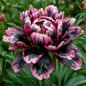 Пион Дроп Руби купить по цене от 469р. в интернет-магазине «Посадика» с доставкой почтой в в Вышний Волочеке и по всей России – [изображение №1].