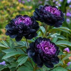 Пион Свэнс Даун купить по цене от 610р. в интернет-магазине «Посадика» с доставкой почтой в в Вышний Волочеке и по всей России – [изображение №1].