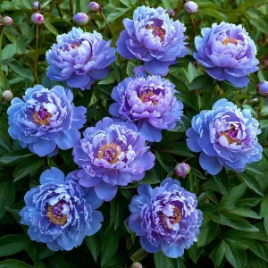 Пион Голубой лотос купить по цене от 590р. в интернет-магазине «Посадика» с доставкой почтой в в Вышний Волочеке и по всей России – [изображение №1].