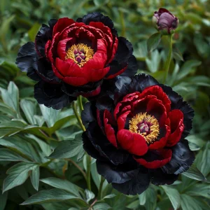 Пион Эбеновый Рубин купить по цене от 419р. в интернет-магазине «Посадика» с доставкой почтой в в Вышний Волочеке и по всей России – [изображение №1].