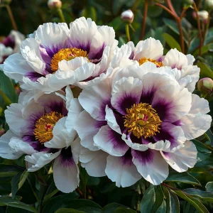 Пион Эко Саммер купить по цене от 548р. в интернет-магазине «Посадика» с доставкой почтой в в Вышний Волочеке и по всей России – [изображение №1].