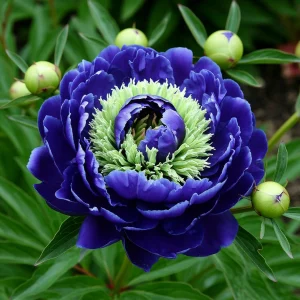 Пион Дримвивер купить по цене от 417р. в интернет-магазине «Посадика» с доставкой почтой в в Вышний Волочеке и по всей России – [изображение №1].