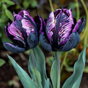 Тюльпан Блэк Каньон купить по цене от 305р. в интернет-магазине «Посадика» с доставкой почтой в в Вышний Волочеке и по всей России – [изображение №1].