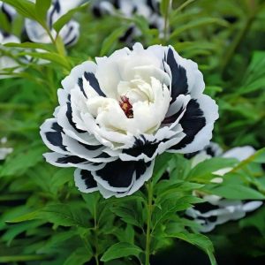 Пион Монохромный Шик купить по цене от 429р. в интернет-магазине «Посадика» с доставкой почтой в в Вышний Волочеке и по всей России – [изображение №1].