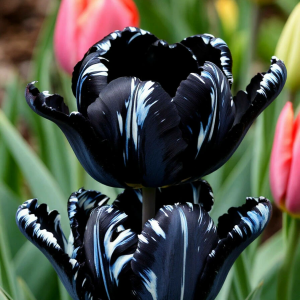 Тюльпан Шелк Нуар купить по цене от 219р. в интернет-магазине «Посадика» с доставкой почтой в в Вышний Волочеке и по всей России – [изображение №1].
