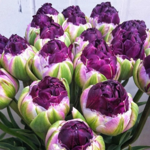 Тюльпан Анаконда купить по цене от 450р. в интернет-магазине «Посадика» с доставкой почтой в в Вышний Волочеке и по всей России – [изображение №1].