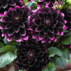 Георгин Лаванда Лейс купить по цене от 679р. в интернет-магазине «Посадика» с доставкой почтой в в Вышний Волочеке и по всей России – [изображение №1].