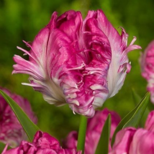 Тюльпан махровый Кул Кристал купить по цене от 400р. в интернет-магазине «Посадика» с доставкой почтой в в Вышний Волочеке и по всей России – [изображение №1].