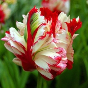 Тюльпан Эстелла Рижнвельд купить по цене от 500р. в интернет-магазине «Посадика» с доставкой почтой в в Вышний Волочеке и по всей России – [изображение №1].