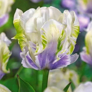 Тюльпан Уайт Лизарт купить по цене от 360р. в интернет-магазине «Посадика» с доставкой почтой в в Вышний Волочеке и по всей России – [изображение №1].