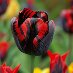 Тюльпан Блэк Перрот купить по цене от 351р. в интернет-магазине «Посадика» с доставкой почтой в в Вышний Волочеке и по всей России – [изображение №1].