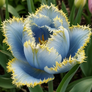 Тюльпан Махровый Амплуа купить по цене от 199р. в интернет-магазине «Посадика» с доставкой почтой в в Вышний Волочеке и по всей России – [изображение №1].