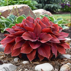 Хоста Рэд Эйнджл купить по цене от 549р. в интернет-магазине «Посадика» с доставкой почтой в в Вышний Волочеке и по всей России – [изображение №1].